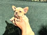 Lilac Fawn French Buldog Yavruları