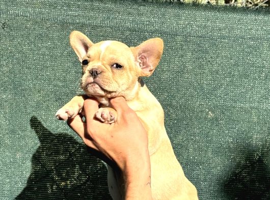 Lilac Fawn French Buldog Yavruları