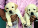 Labrador Yavruları Mama Ve Malzeme Kampanyalı