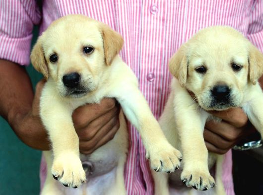 Labrador Yavruları Mama Ve Malzeme Kampanyalı