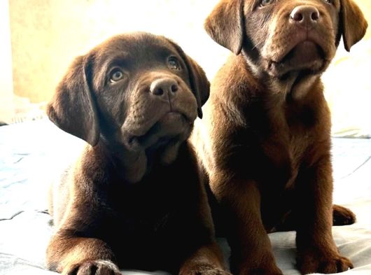 Labrador Retriever Yavrulari Istanbul görsel