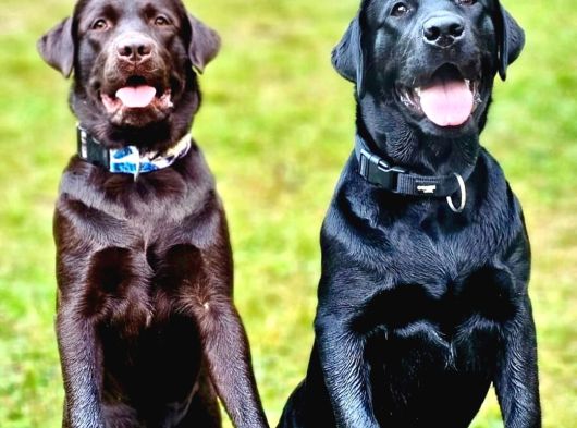 LABRADOR RETRIEVER YAVRULARI ISTANBUL