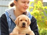 LABRADOR RETRIEVER YAVRULARI ISTANBUL