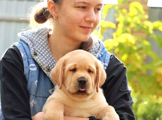 Labrador Retriever Yavrulari Istanbul