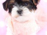 Shih Tzu Yavruları Mama Malzeme Kampanyali