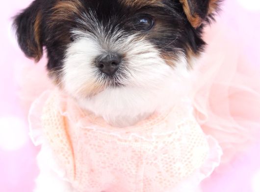 Shih Tzu Yavruları Mama Malzeme Kampanyali görsel
