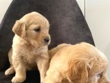 Bebek yüz Retriever Yavrular Her Yere Gönderilir
