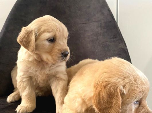 Bebek Yüz Retriever Yavrular Her Yere Gönderilir
