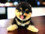 Safkan Black And Tan Pomerani̇an Kizimiz Teddy Bear