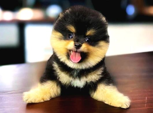 Safkan Black And Tan Pomerani̇an Kizimiz Teddy Bear görsel