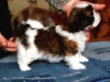 Shih Tzu Yavruları Mama Malzeme Kampanyali