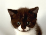 Erkek British Shorthair Bicolor Chocolate