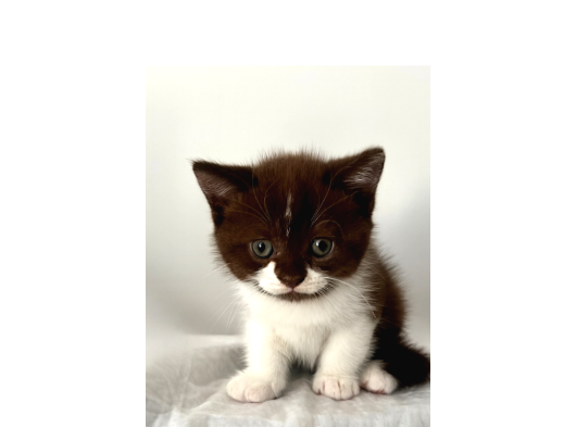 Erkek British Shorthair Bicolor Chocolate