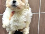 Maltese