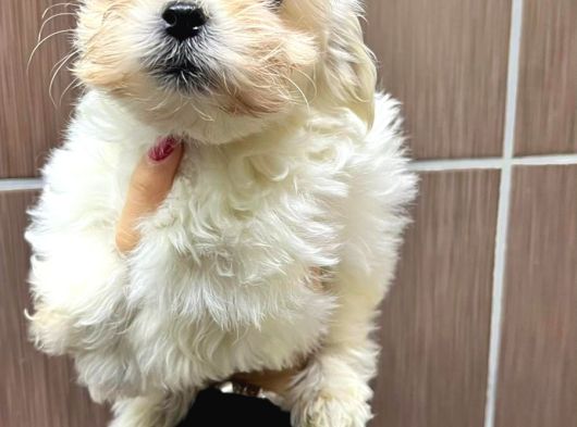 Maltese görsel