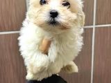 Maltese