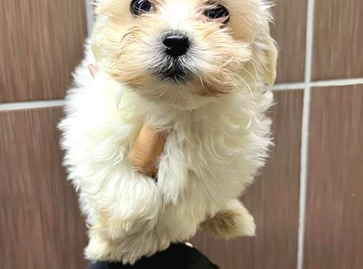 Maltese görsel