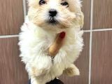 Maltese