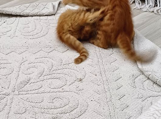 Tombiklerimize Yuva Arıyoruz görsel