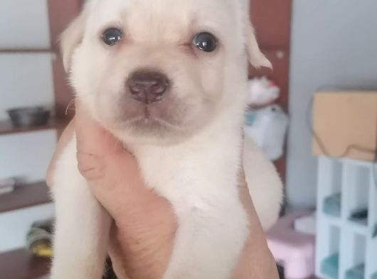 Golden görsel