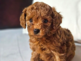 Korextoy Poodle Son 2  Dişi