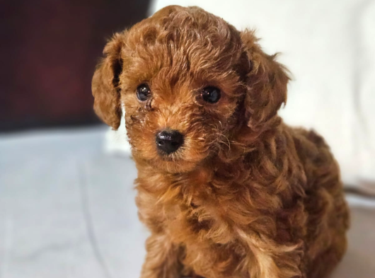 Korextoy Poodle Son 2  Dişi görsel