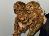 Korextoy Poodle Son 2  Dişi