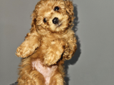 Korextoy Poodle Son 2  Dişi