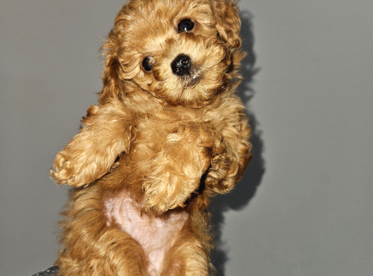 Korextoy Poodle Son 2  Dişi görsel