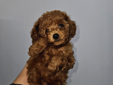 Korextoy Poodle Son 2  Dişi
