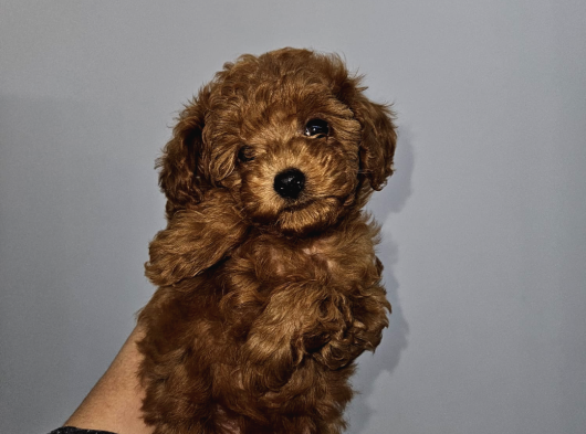 Korextoy Poodle Son 2  Dişi görsel