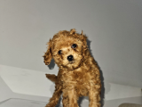 KoreXToy poodle Son 2  Dişi