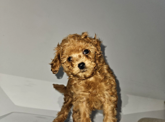 Korextoy Poodle Son 2  Dişi