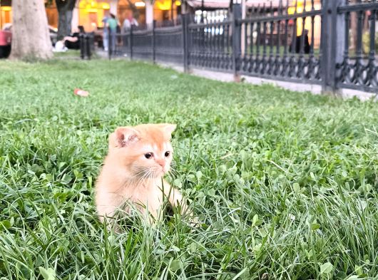 Rengarenk Safkan Bebeklerimiz Ücretsiz
