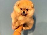 Pomeranian Boo Teddy Bear Ayı Surat Yavrularımız