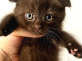 Scottish Fold Chocolate
