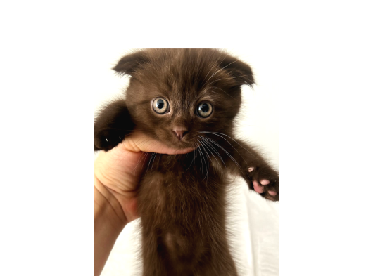 Scottish Fold Chocolate