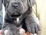 Cane Corsa Yavrulari İstanbul