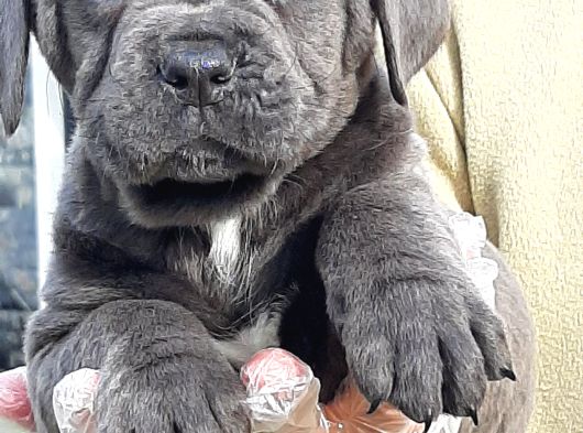 Cane Corsa Yavrulari İstanbul görsel