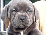 CANE CORSA YAVRULARI İSTANBUL
