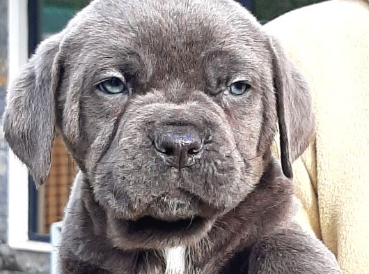 Cane Corsa Yavrulari İstanbul