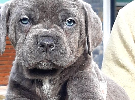 Cane Corsa Yavrulari İstanbul görsel