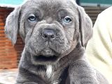 Cane Corsa Yavrulari İstanbul