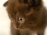Scottish Fold Chocolate