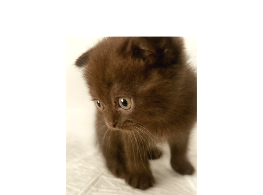 Scottish Fold Chocolate görsel