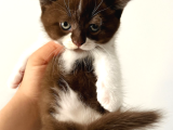 Erkek British Shorthair Bicolor Chocolate