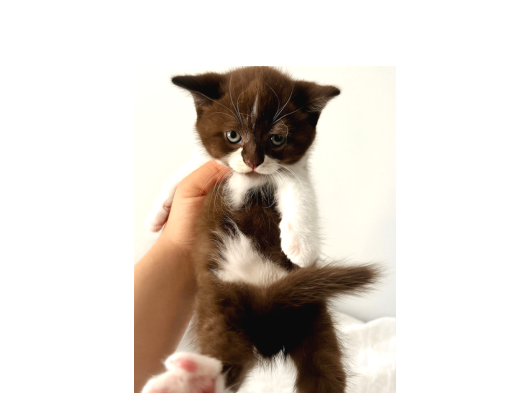 Erkek British Shorthair Bicolor Chocolate görsel