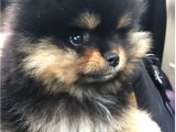 Pomeranian Boo Teddy Bear Ayı Surat Yavrularımız