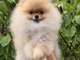 Show Class Teddy Bear Kizimiz