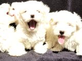 Maltese
